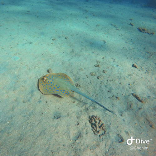 Underwater in Hurghada