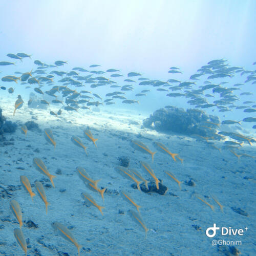 Flock of fish