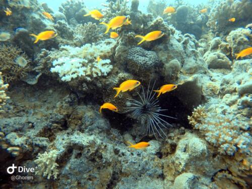 collection of different fish