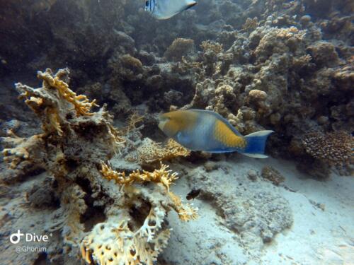 Colorful fish underwater