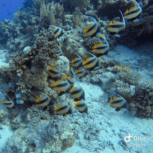 flock of fish in Hurghada