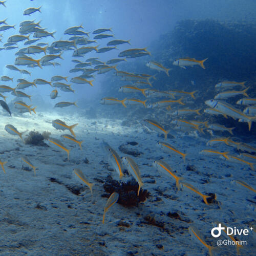 Flock of fish in Hurghada Egypt