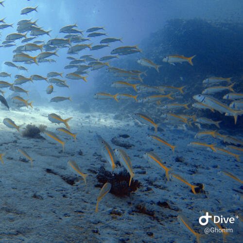 Diving in Hurghada