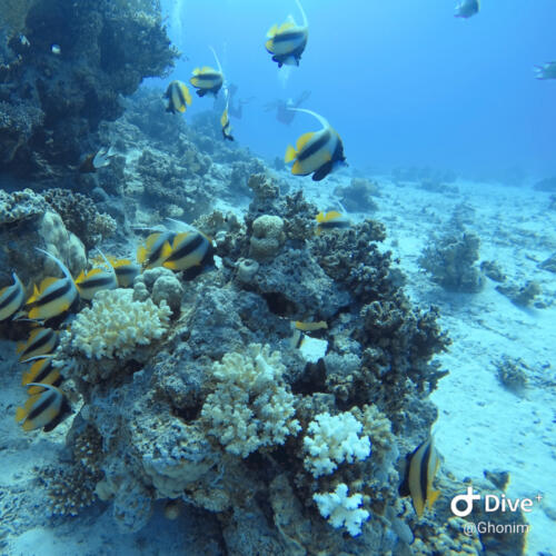 Diving in Hurghada Egypt