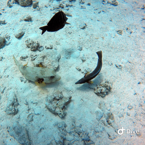 Different fish underwater